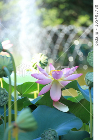 府中市郷土の森公園修景池 蓮の花 府中市郷土の森公園修景池 蓮の花 105403780