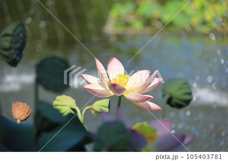 府中市郷土の森公園修景池 蓮の花 府中市郷土の森公園修景池 蓮の花 105403781