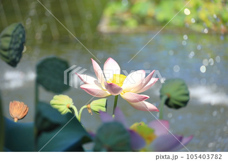 府中市郷土の森公園修景池　蓮の花 105403782