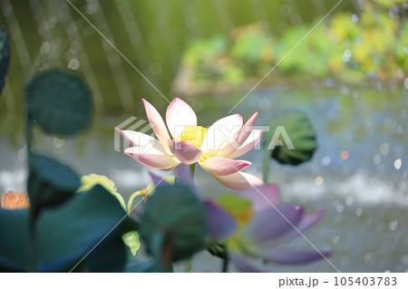 府中市郷土の森公園修景池　蓮の花 105403783