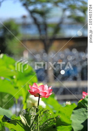 府中市郷土の森公園修景池　蓮の花 105403784