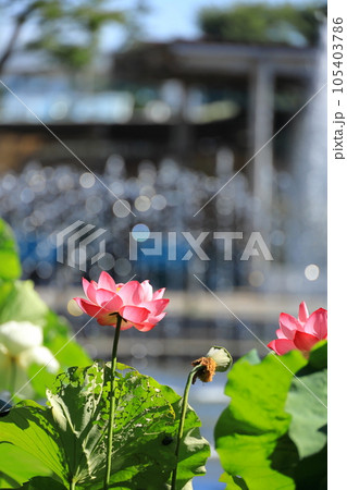 府中市郷土の森公園修景池 蓮の花 府中市郷土の森公園修景池 蓮の花 105403786