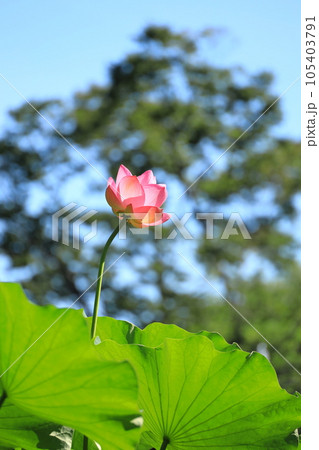 府中市郷土の森公園修景池　蓮の花 105403791