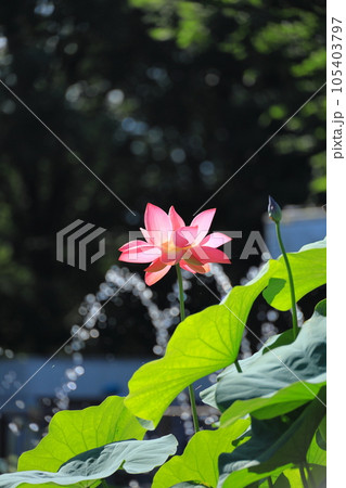 府中市郷土の森公園修景池 蓮の花 府中市郷土の森公園修景池 蓮の花 105403797