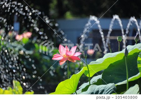 府中市郷土の森公園修景池　蓮の花 105403800