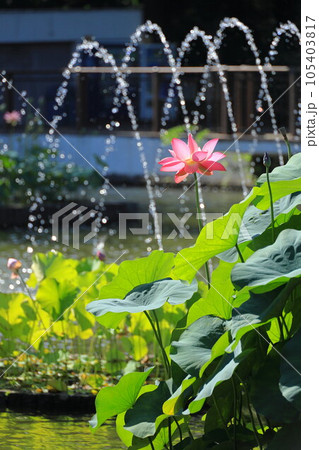 府中市郷土の森公園修景池　蓮の花 105403817
