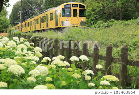 紫陽花の中を走る電車 紫陽花の中を走る電車 105403954