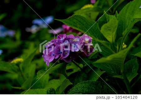 小ぶりな紫陽花 105404120