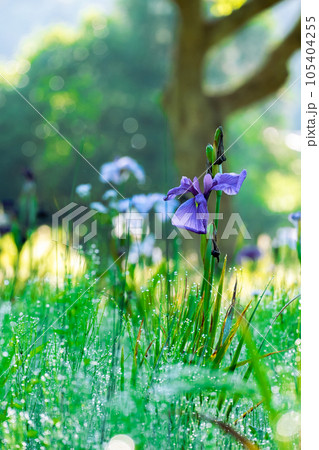 朝露と花菖蒲【千葉県佐倉市佐倉城址公園】 105404255
