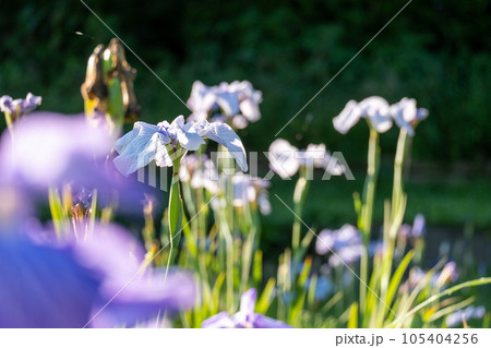 花菖蒲【千葉県佐倉市佐倉城址公園】 105404256