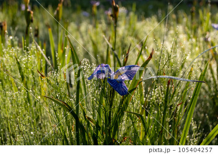 花菖蒲と朝露【千葉県佐倉市佐倉城址公園】 105404257