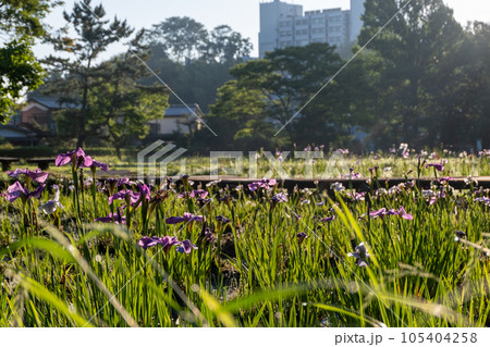 花菖蒲【千葉県佐倉市佐倉城址公園】 花菖蒲【千葉県佐倉市佐倉城址公園】 105404258