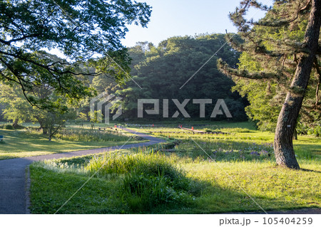 朝の佐倉城址公園【千葉県佐倉市佐倉城址公園】 105404259