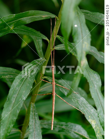 ナナフシ科ナナフシモドキ♀ 105404619