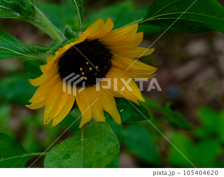 ヒマワリ ヒマワリ 105404620