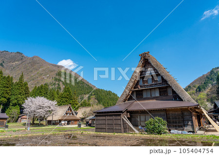 富山県五箇山　桜咲く春の菅沼合掌造り集落 105404754