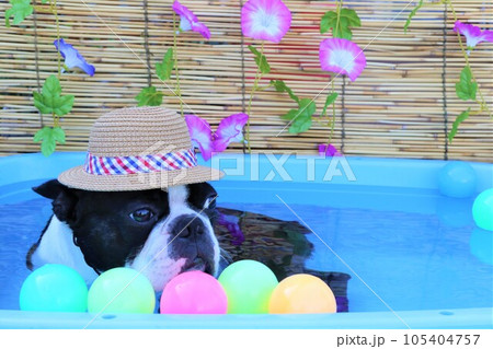朝顔とカラーボールが可愛いプールに入ってる麦わら帽子のボストンテリア♡マイティ君 朝顔とカラーボールが可愛いプールに入ってる麦わら帽子のボストンテリア♡マイティ君 105404757