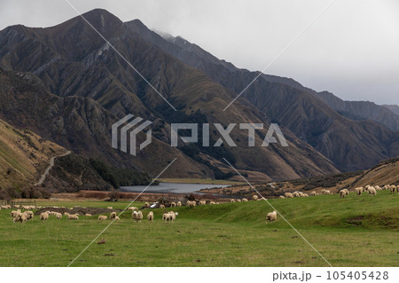 Photograph of sheep grazing in a lush green field in a large valley near Lake Moke in New Zealand Photograph of sheep grazing in a lush green field in a large valley near Lake Moke in New Zealand 105405428