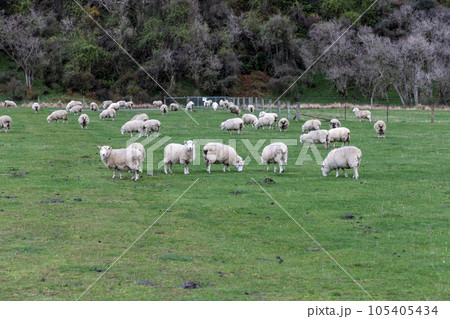 Photograph of sheep grazing in a lush green field near Lake Moke in New Zealand Photograph of sheep grazing in a lush green field near Lake Moke in New Zealand 105405434