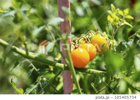 トマト 黄色 家庭菜園 イメージ トマト 黄色 家庭菜園 イメージ 105405734