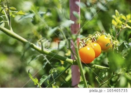 トマト 黄色 家庭菜園 イメージ トマト 黄色 家庭菜園 イメージ 105405735