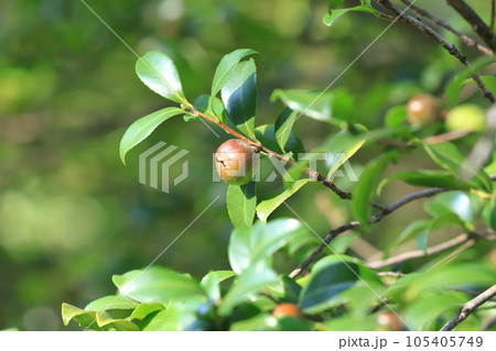 赤く色づいた山茶花(サザンカ)の実 赤く色づいた山茶花(サザンカ)の実 105405749