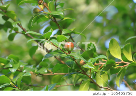 赤く色づいた山茶花(サザンカ)の実 赤く色づいた山茶花(サザンカ)の実 105405756