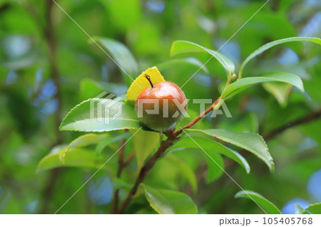 赤く色づいた山茶花(サザンカ)の実 赤く色づいた山茶花(サザンカ)の実 105405768