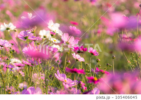 《埼玉県》満開のコスモス・吹上コスモス畑 105406045