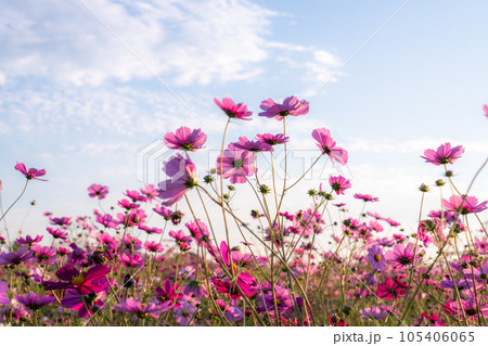 《埼玉県》満開のコスモス・吹上コスモス畑 105406065