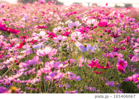 《埼玉県》満開のコスモス・吹上コスモス畑 105406067