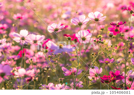 《埼玉県》満開のコスモス・吹上コスモス畑 105406081