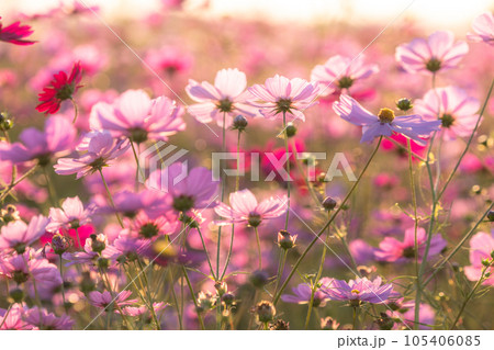 《埼玉県》満開のコスモス・吹上コスモス畑 105406085