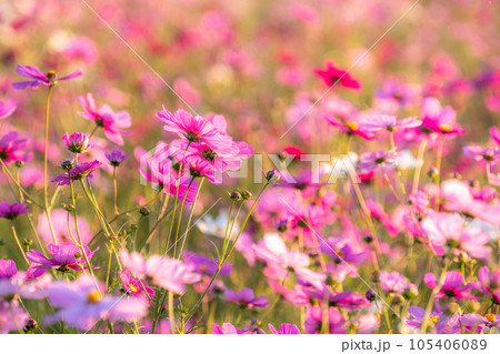 《埼玉県》満開のコスモス・吹上コスモス畑 105406089