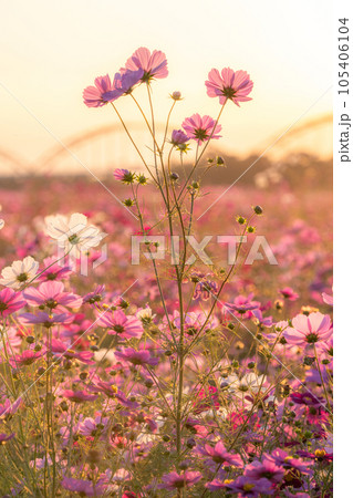 《埼玉県》満開のコスモス・吹上コスモス畑 105406104