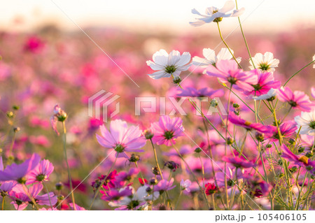 《埼玉県》満開のコスモス・吹上コスモス畑 105406105