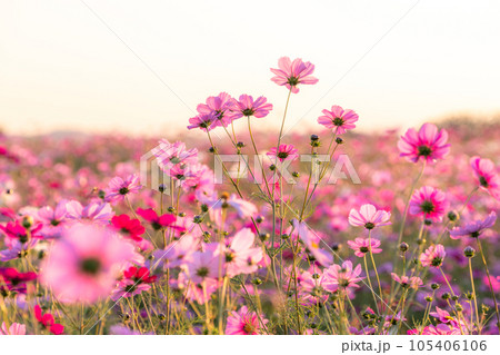 《埼玉県》満開のコスモス・吹上コスモス畑 105406106