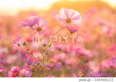 《埼玉県》満開のコスモス・吹上コスモス畑 105406113