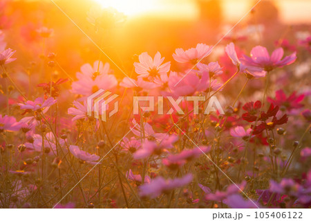 《埼玉県》満開のコスモス・吹上コスモス畑 105406122