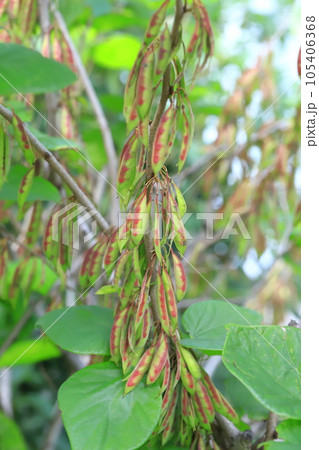花蘇芳(ハナズオウ)の葉と実 花蘇芳(ハナズオウ)の葉と実 105406368