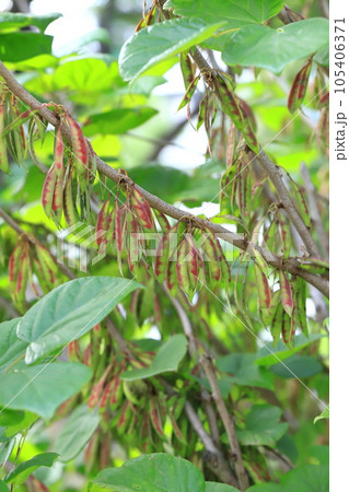 花蘇芳(ハナズオウ)の葉と実 花蘇芳(ハナズオウ)の葉と実 105406371