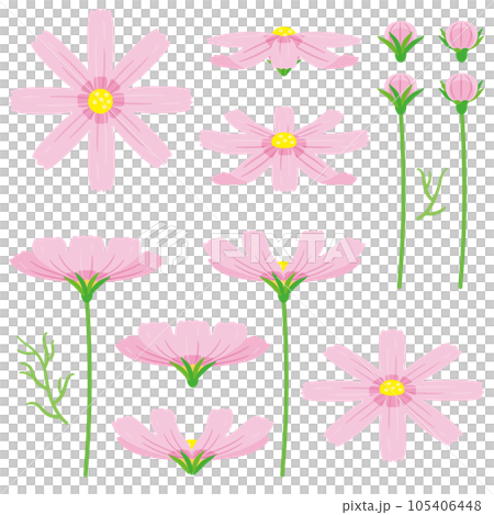 ピンクのコスモスセット1 105406448