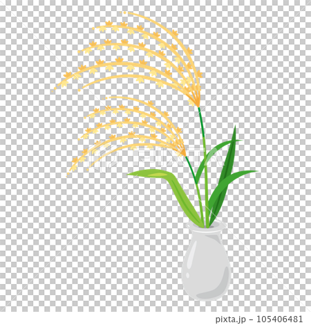pampas grass in a vase 105406481