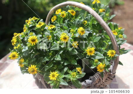 黄色い小花サンビタリアをかごに植える 105406630