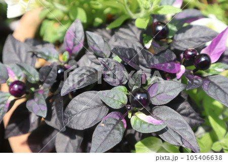 観賞用トウガラシの紫色の実とシックな葉 105406638
