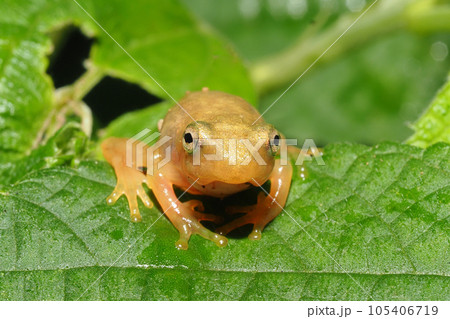 カエルの幼体 カエルの幼体 105406719