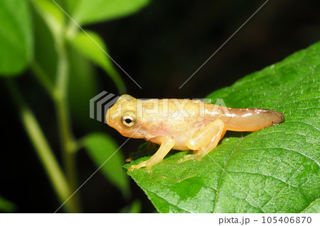 尻尾が残るカエルの幼体 105406870