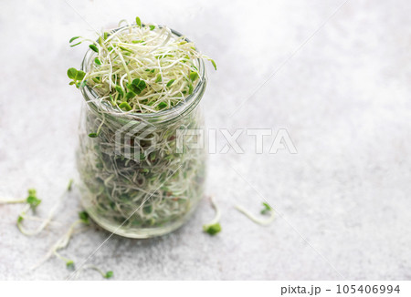 Microgreens grown in a jar. Microgreens grown in a jar. 105406994