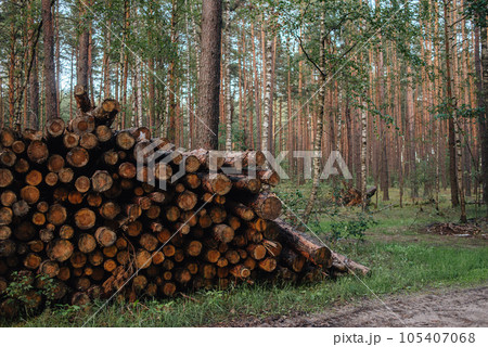 Removal of trees to make room. Forest degradation. High quality photo 105407068