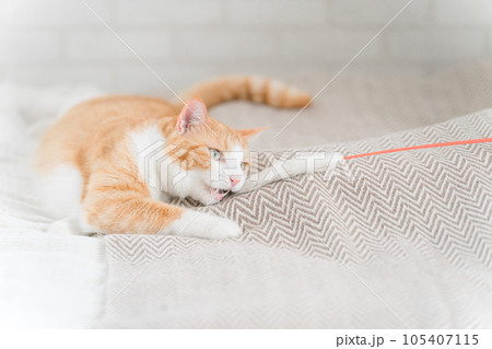 猫じゃらしを使って愛猫と遊ぶ飼い主 105407115